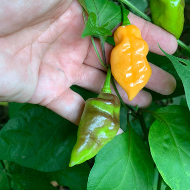 Bhut Jolokia Peach x Pimenta de Neyde - Seeds - The Pepper Pantry (Formerly Marie Sharp's)